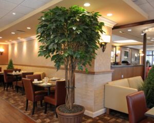 artificial_ficus_tree_in_Restaurant_for_decoration
