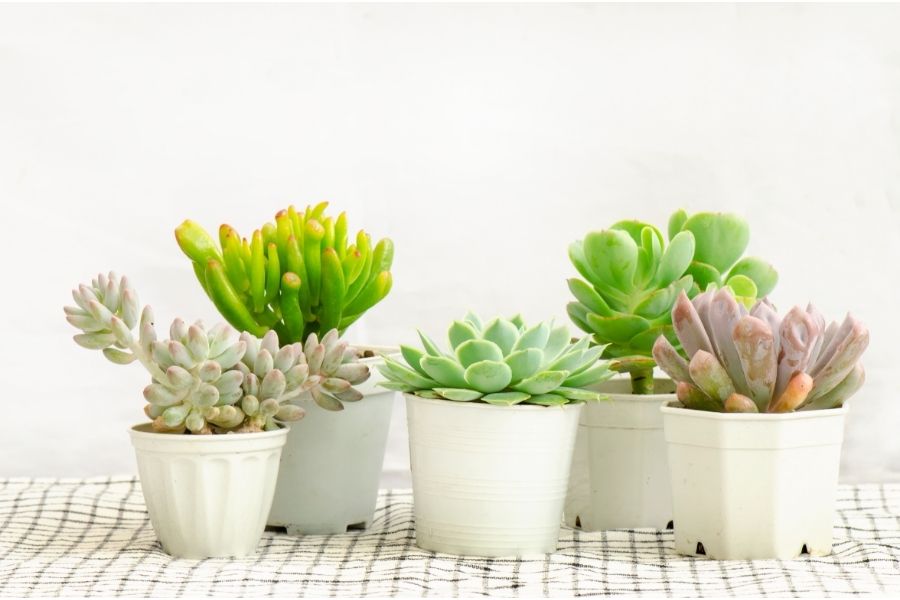 Best Places To Put Artificial Potted Succulent Plants Feelreal