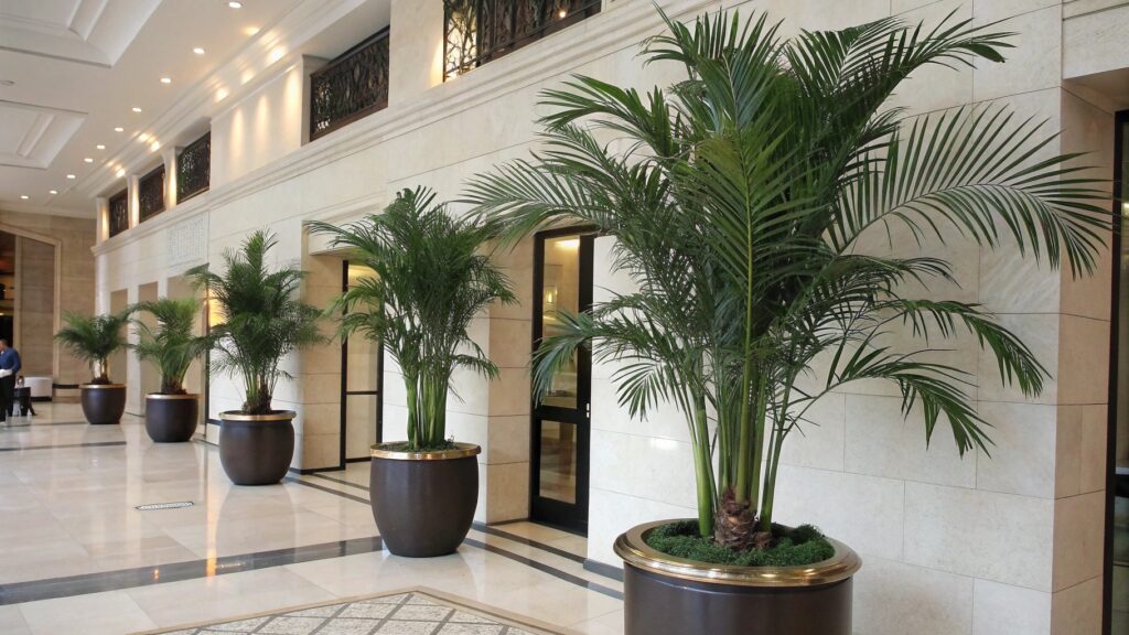 big Areca Palm for Commercial places