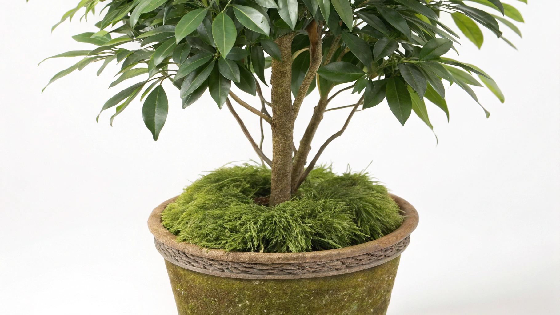 Fake Plants in pot with moss