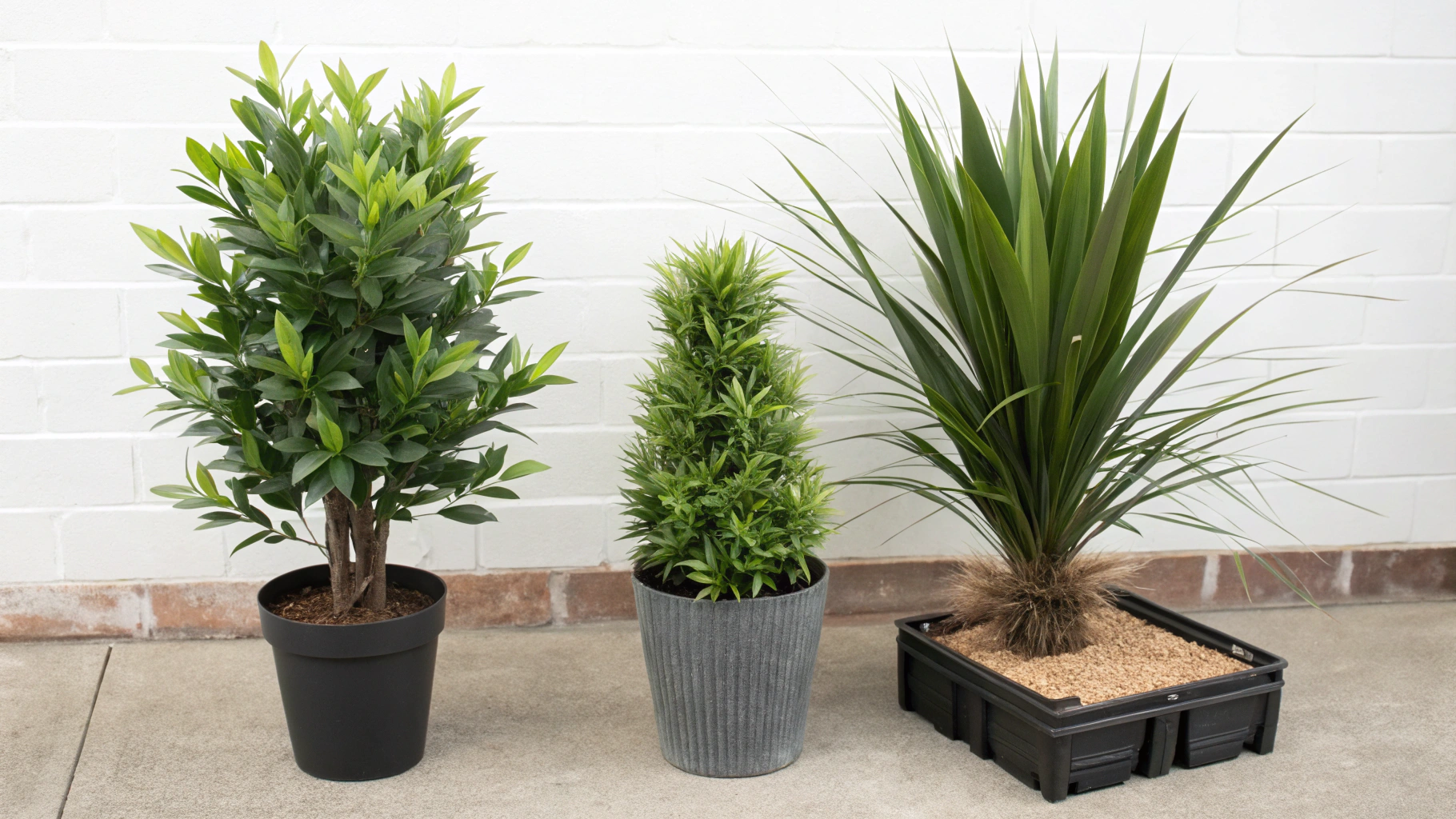 Faux Plant Arrives potted