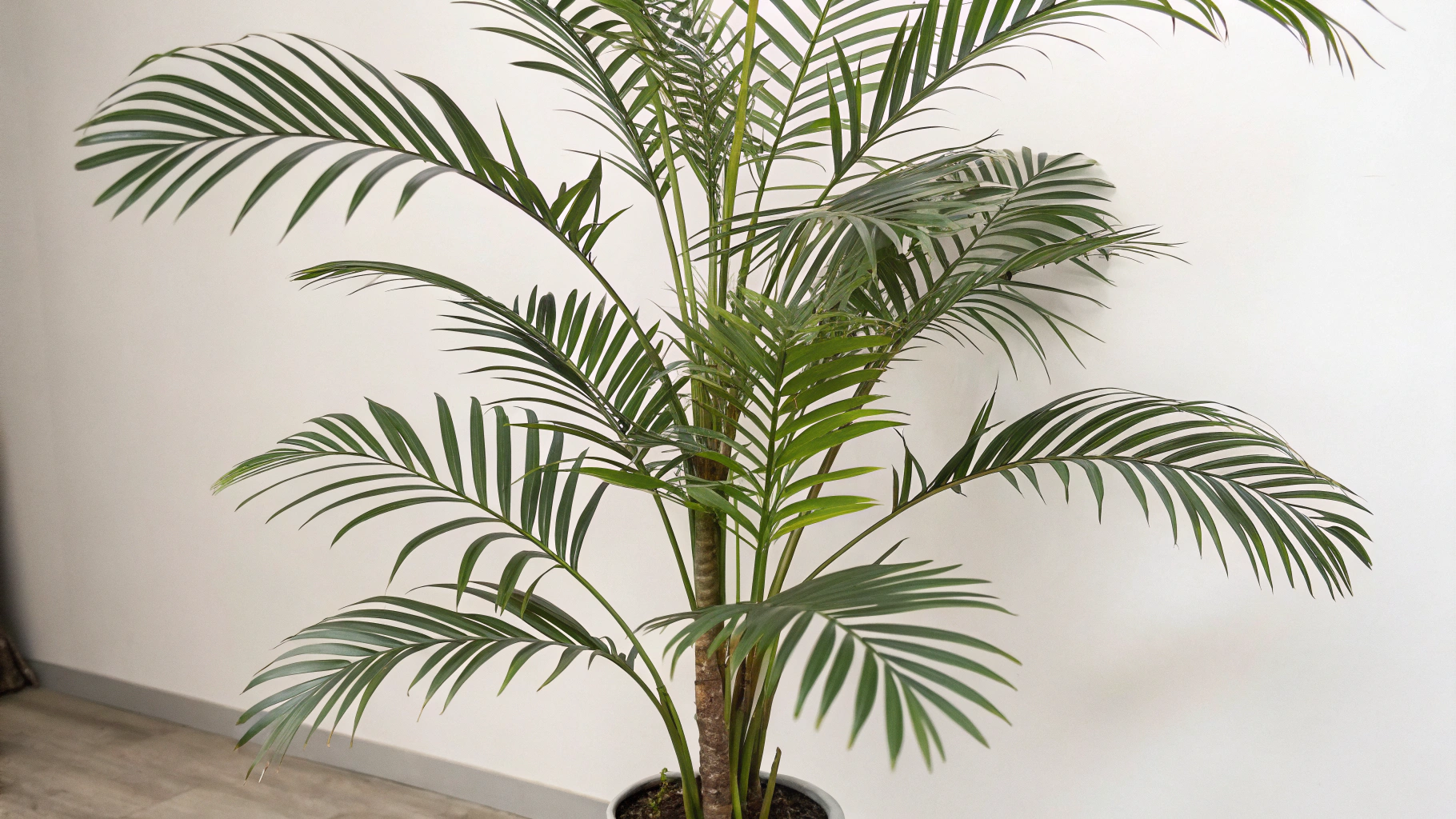 Shape And Adjust the fake plants Foliage