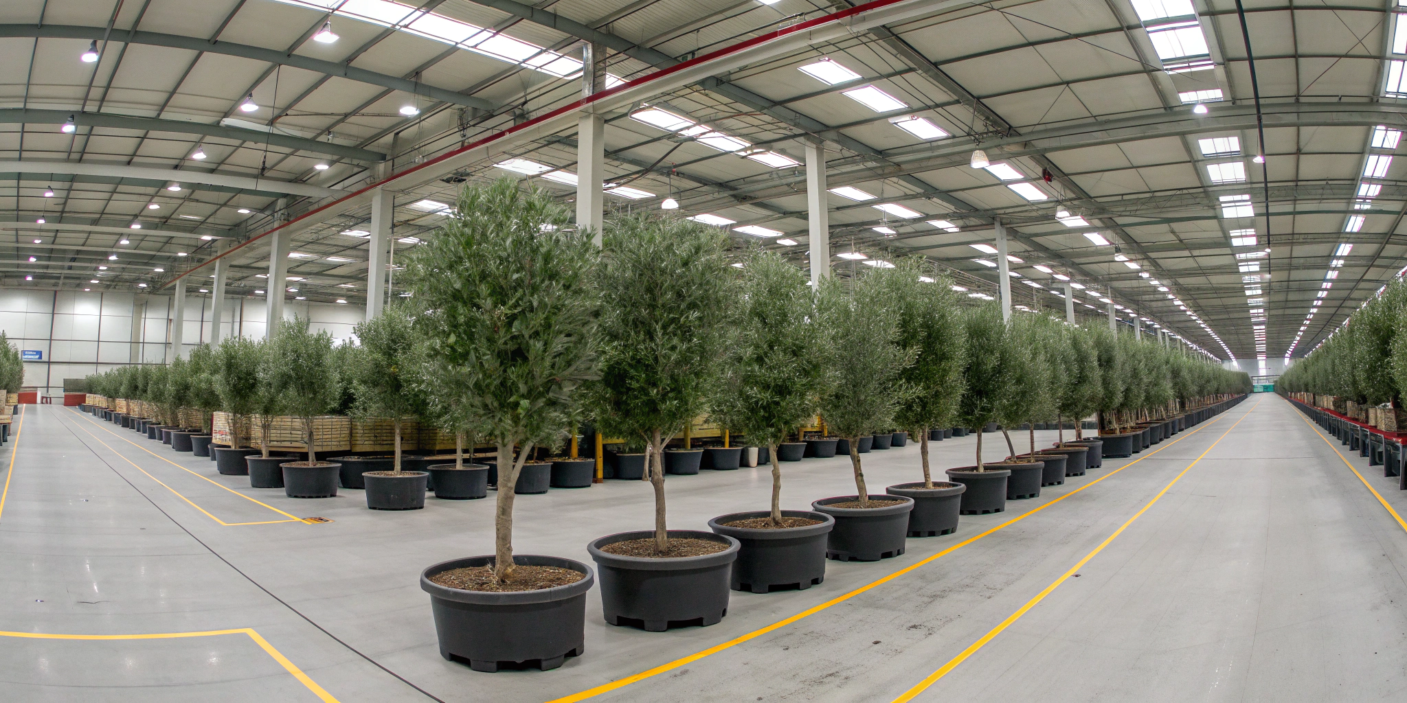 fake olive tree factory