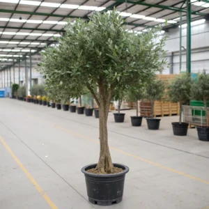 Faux_potted_olive_tree_Plants_with_Basic_Plastic_Pot