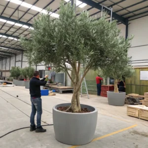 Faux_potted_olive_tree_Plants_with_Fiberglass___Pot