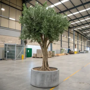 Faux_potted_olive_tree_Plants_with___Cement_Pot