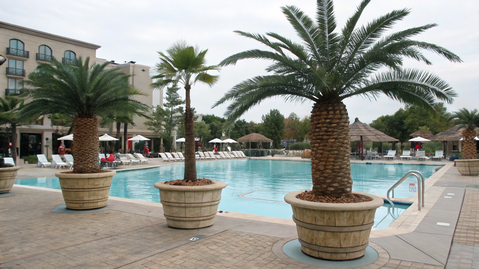 coconut trees besides the pool