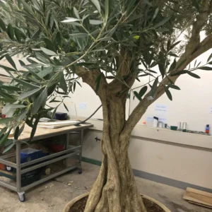 2_tall_artificial_olive_tree
