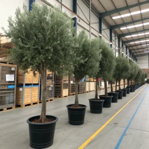 Fire_Safe_Silk_Olive_Tree_Factory