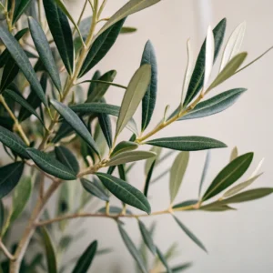 Fire_Safe_Silk_Olive_Tree_the_most_Realistic