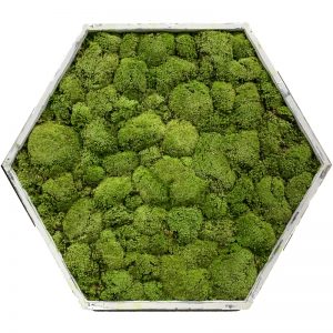 Artificial Living Moss Wall