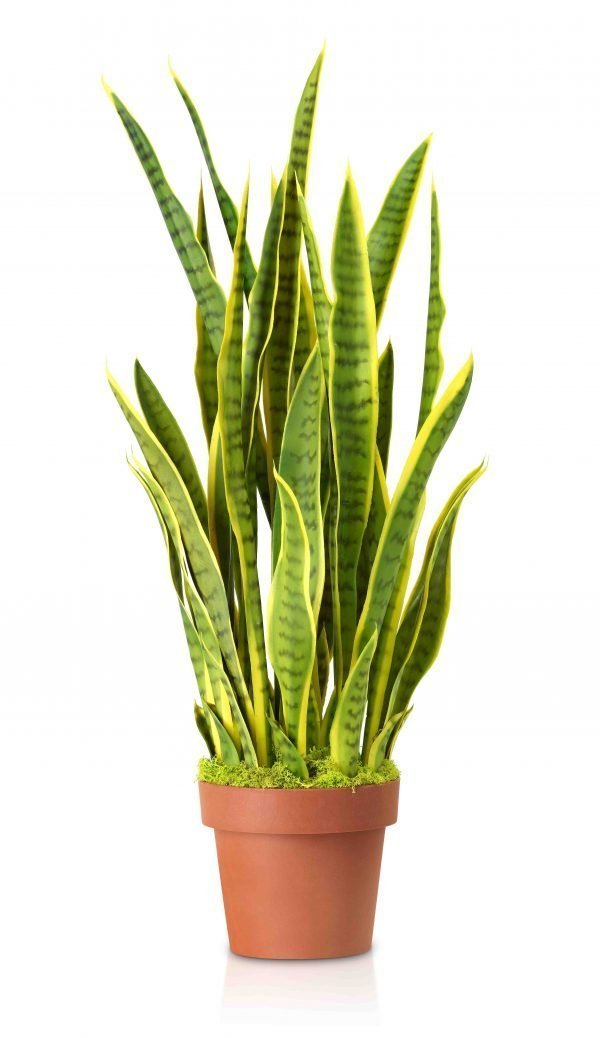 Artificial Sansevieria - Image 6