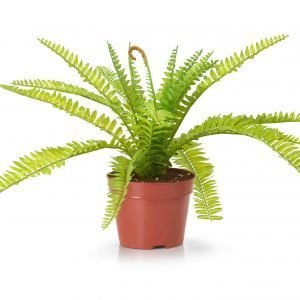 Artificial Fern