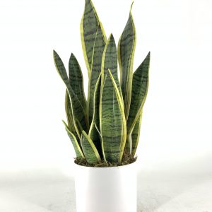 Artificial Sansevieria