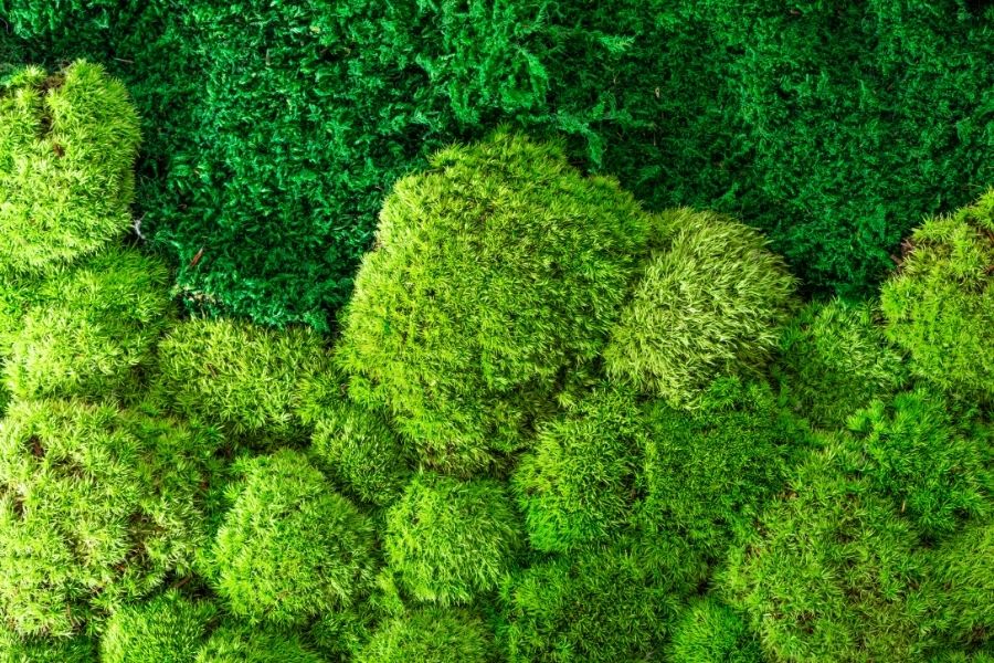 Artificial Moss Walls A Definitive Guide Feelreal Premier Supplier