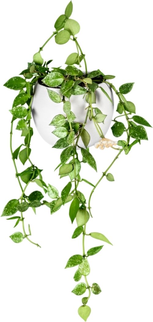 6 Artificial Hanging Plants That Do Well Outdoor Feelreal Premier