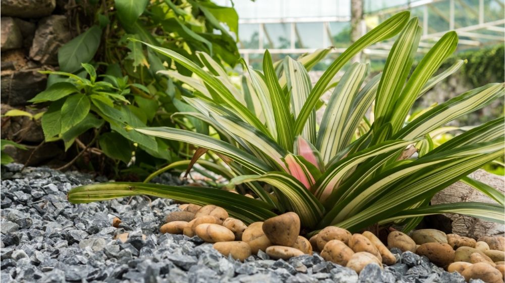 The Top 6 Most Realistic Artificial Outdoor Plants - Feelreal - Premier ...