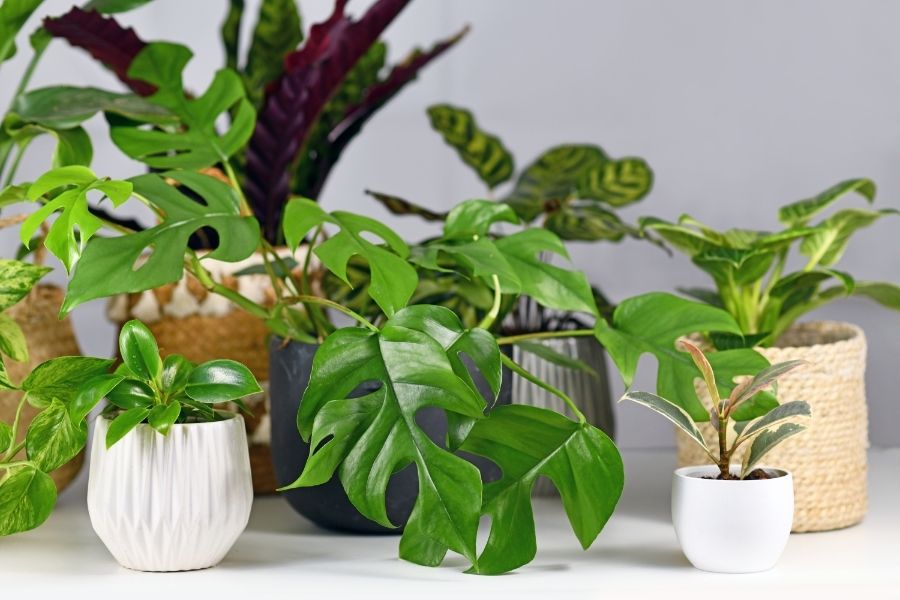 9 Ways to Create Stunning Displays with Artificial House Plants ...