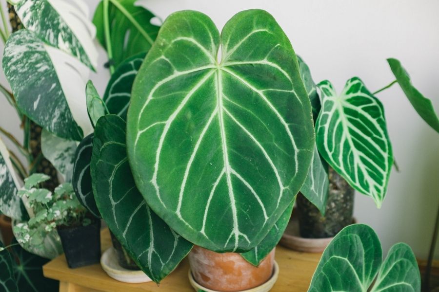 A Complete Guide to Customizing Wholesale Artificial Plants with