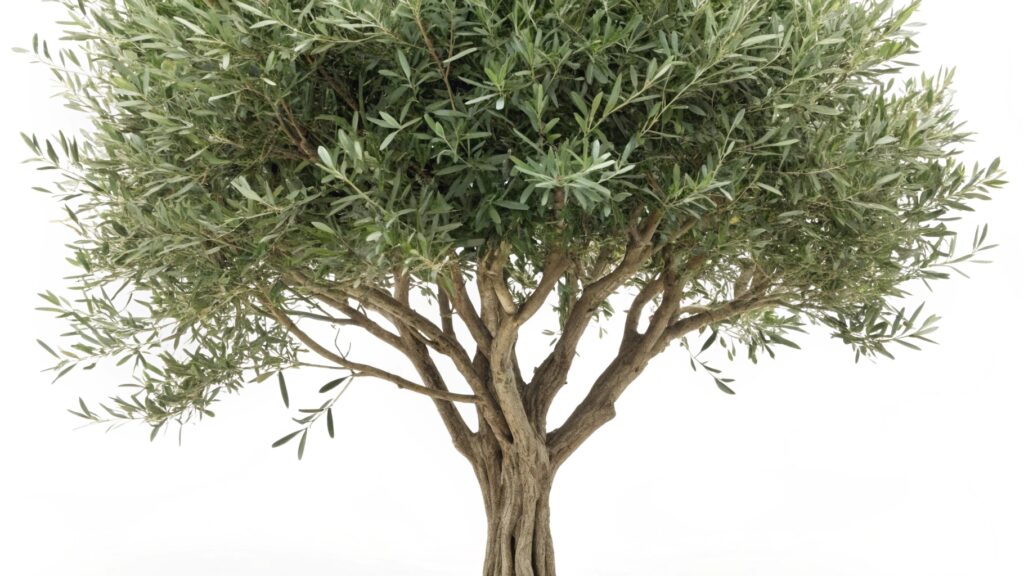 Fake Olive Tree branch and Leaves