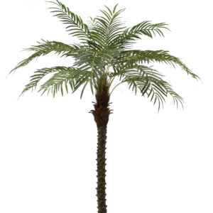 Coconut Palm Trees 10", 12", 15"