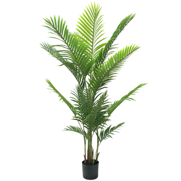 Large Potted Areca Palm Tree