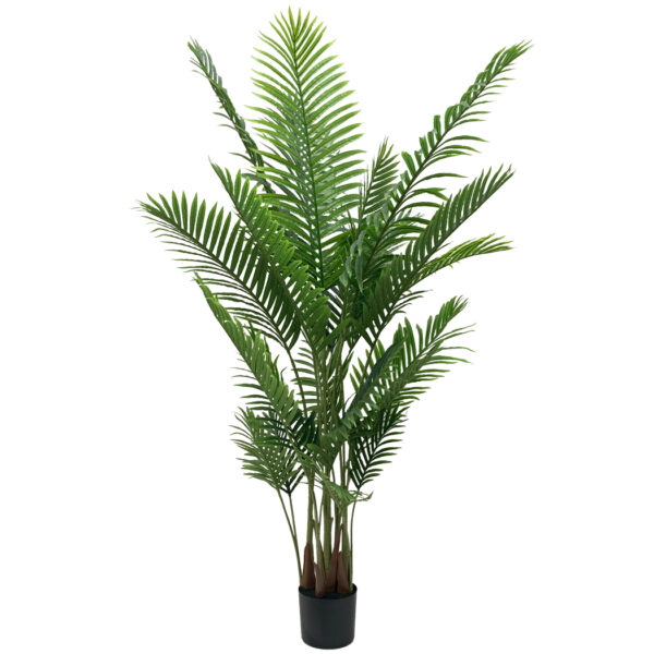 Large Potted Areca Palm Tree - Image 3