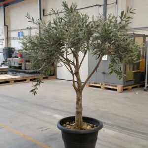 artificial potted Olive Tree