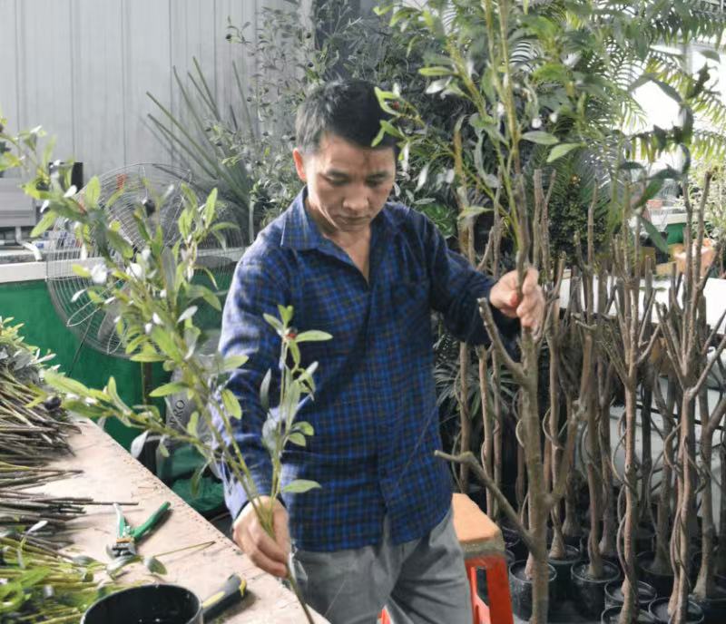 Olive_tree_Skilled_Assembly_&_Shaping
