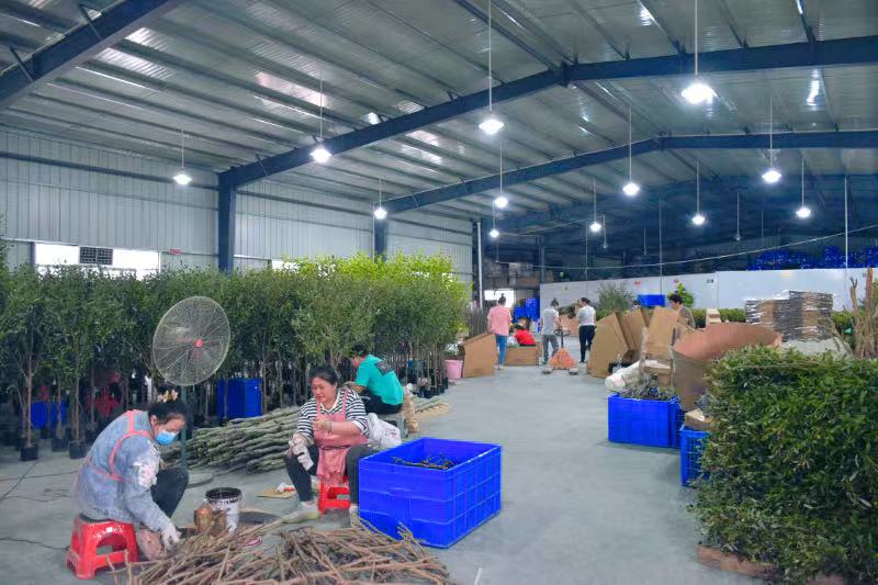 Professional & Secure Olive trees Packaging