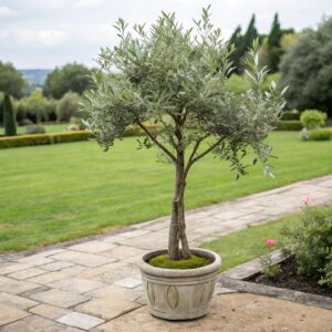 fake potted olive tree