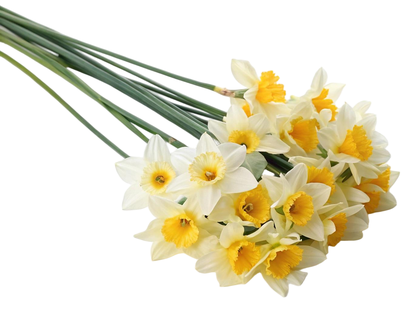 artificial daffodils