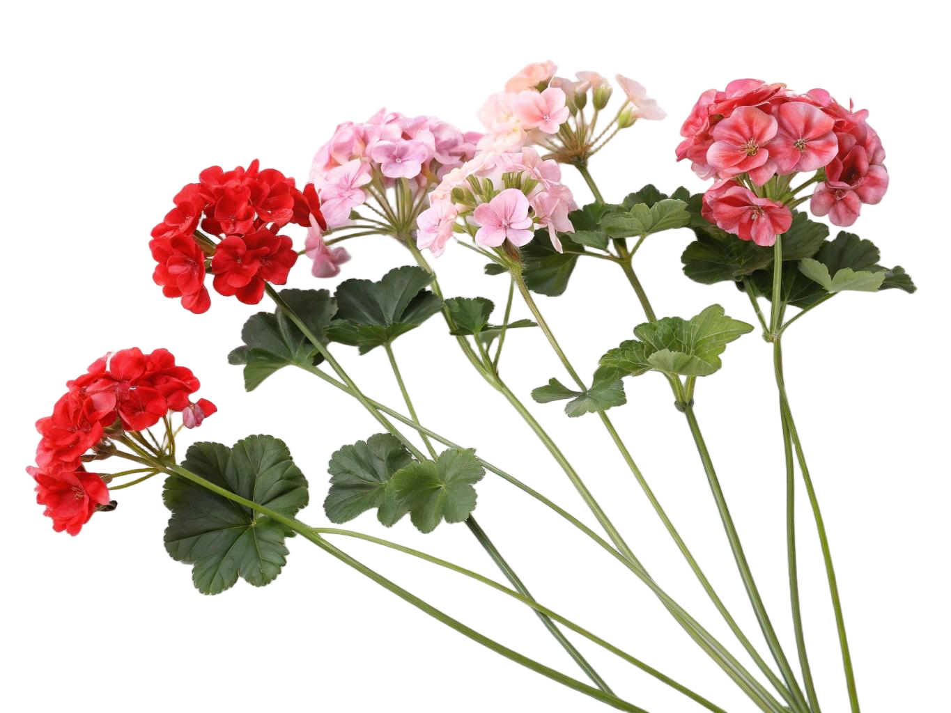 artificial geraniums