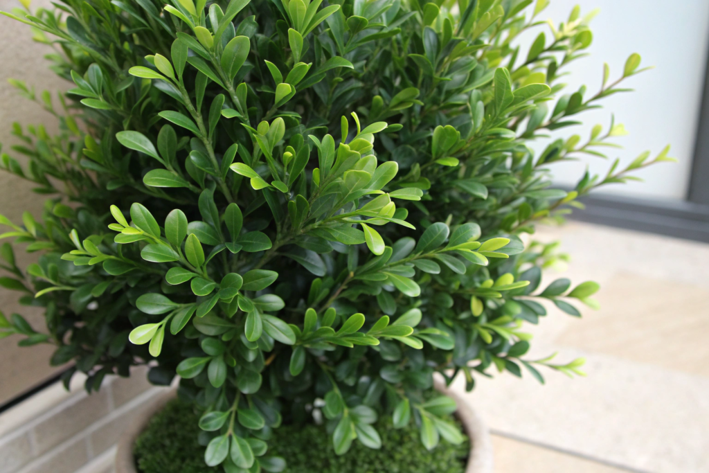 Modern artificial boxwood