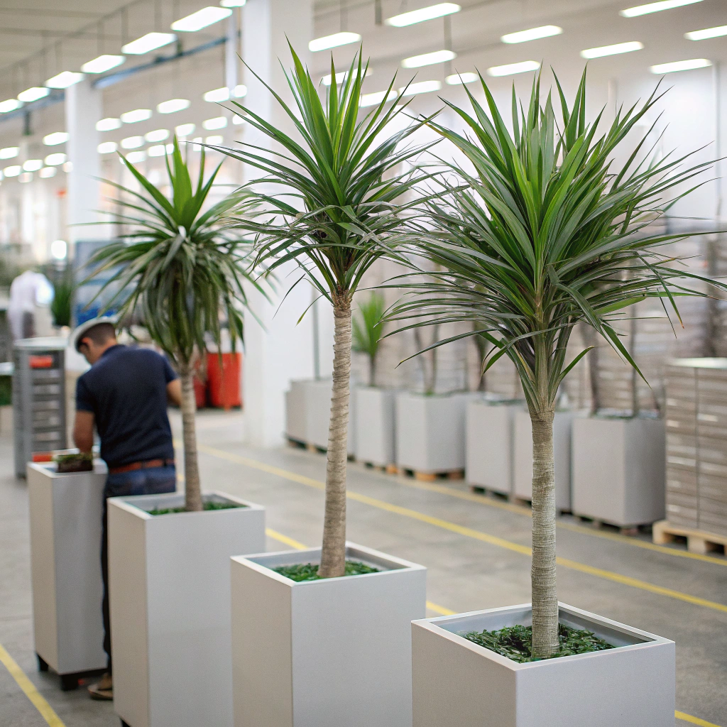 Artificial Dracaena Plant