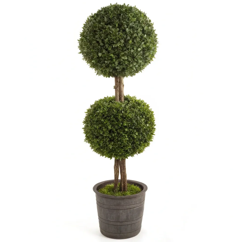 Double_Ball_Boxwood_Topiary
