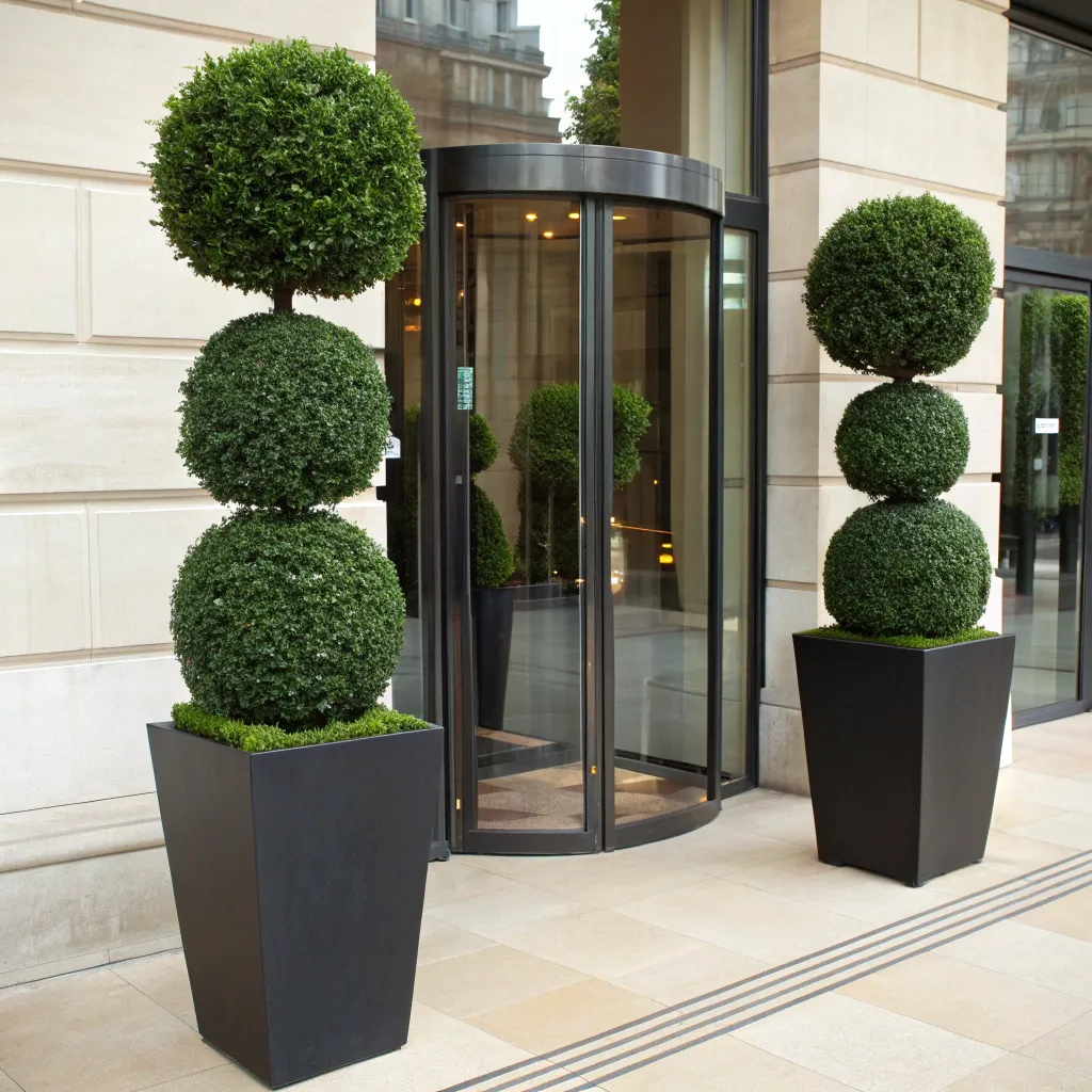 boxwood_topiary_balls_for_hotel