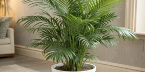 Areca_Palms_in_pot_for_interior_design