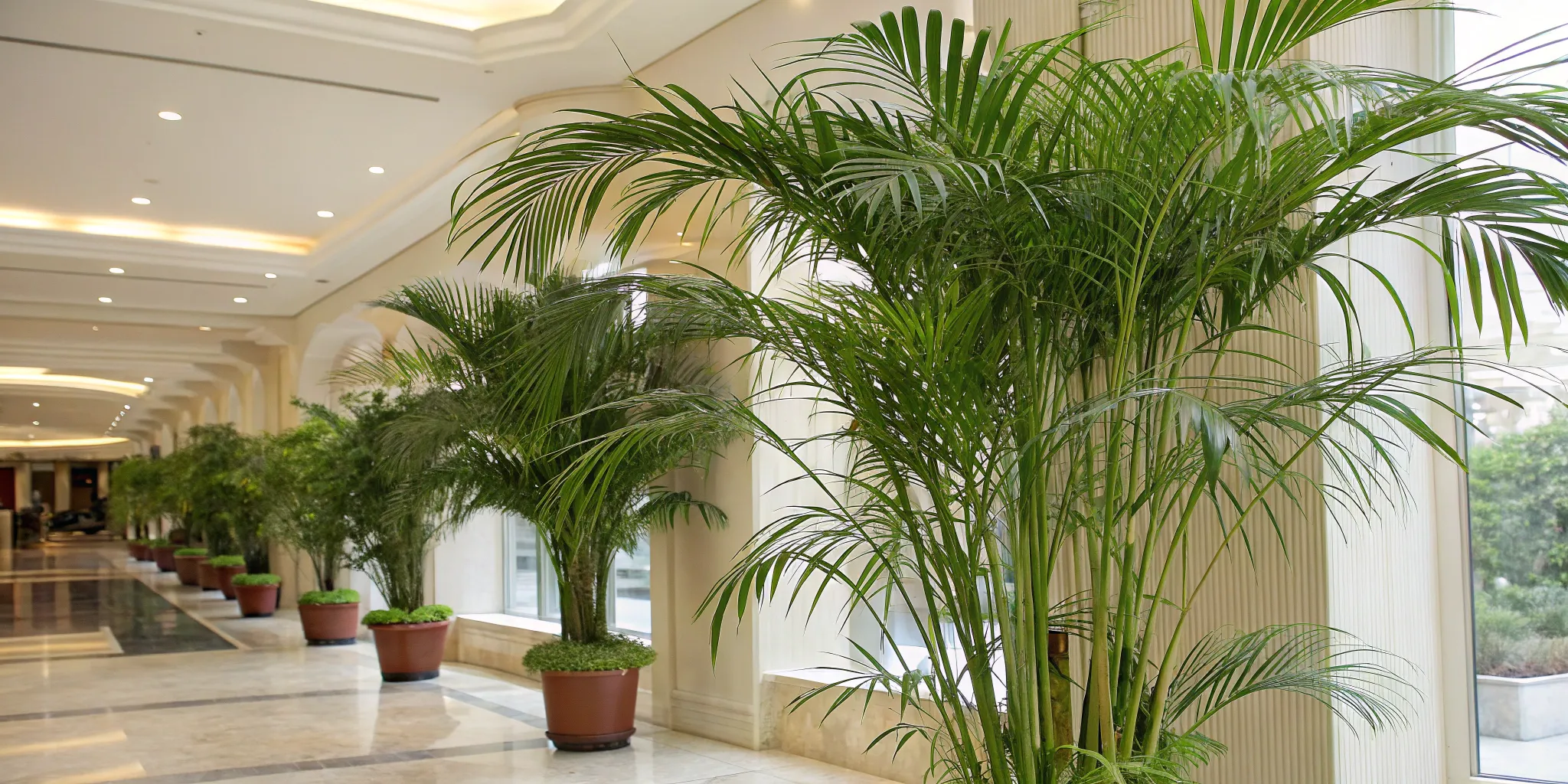 Areca_palms_for_decoration