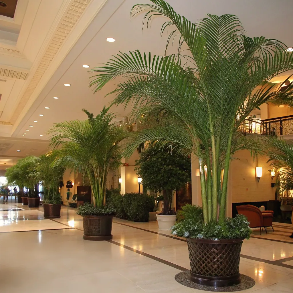 large_Areca_Palm_Tree