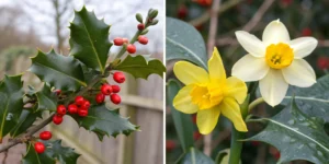 Narcissus_and_holly_are_the_two_main_December_birth_flowers