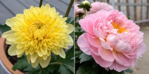 November_birth_month_flowers_The_Chrysanthemum_and_the_Peony