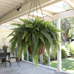 Artificial_hanging_ferns_outdoor