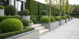the_best_Boxwood_shrubs